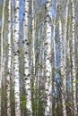 White birch trees with beautiful birch bark