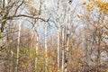 White birch trees in city park in late fall Royalty Free Stock Photo