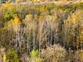 White birch trees at edge of colorful forest