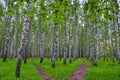 White birch trees in the forest in summer, green grass Royalty Free Stock Photo