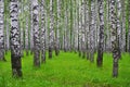 White birch trees in the forest in summer, green grass Royalty Free Stock Photo