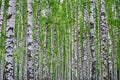 White birch trees in the forest in summer, green grass Royalty Free Stock Photo