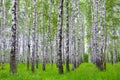 White birch trees in the forest in summer, green grass Royalty Free Stock Photo