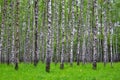 White birch trees in the forest in summer, green grass Royalty Free Stock Photo