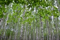 White birch trees in the forest in summer, green grass Royalty Free Stock Photo