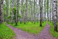 White birch trees in the forest in summer, green grass Royalty Free Stock Photo