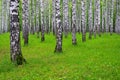 White birch trees in the forest in summer, green grass Royalty Free Stock Photo