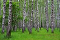 White birch trees in the forest in summer, green grass Royalty Free Stock Photo