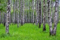 White birch trees in the forest in summer, green grass Royalty Free Stock Photo