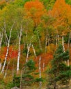 white birch trees, and fall color in Lake Placid Royalty Free Stock Photo