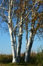 White Birch Trees