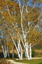 White Birch Trees