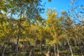 White birch trees in Hwadam Royalty Free Stock Photo