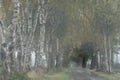 White birch trees in a misty landscape
