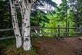 Clump of Birch Trees and a Picket Fence Royalty Free Stock Photo