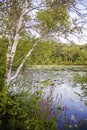 White birch trees and purple wild flowers on the Charles River in Summer