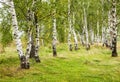 Birch forest in Russia field