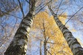 White birch trees with yellow leaves in blue sky, bottom up view, autumn nature, sunny fall weather Royalty Free Stock Photo