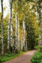 White birch trees with yellow leaves in a row Royalty Free Stock Photo