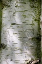 White birch trunk background in sun. Royalty Free Stock Photo