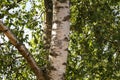 White Birch trunk Royalty Free Stock Photo