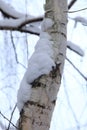 White birch trunk, covered by snow Royalty Free Stock Photo