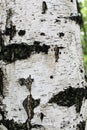 White birch trunk in the foreground. Royalty Free Stock Photo