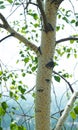 White birch trunk Royalty Free Stock Photo