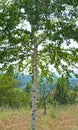 White birch trunk Royalty Free Stock Photo