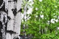 White birch trunk and green leaves in the park Royalty Free Stock Photo