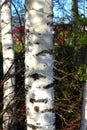 White birch trunk in spring forest Royalty Free Stock Photo