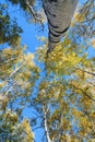 White Birch trunk Royalty Free Stock Photo