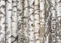 white birch trunks. background from trees. Royalty Free Stock Photo