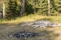 White birch trunks for a bonfire are by a fireplace in the forest in sunny summer day Royalty Free Stock Photo