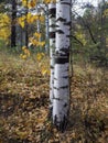 White birch trunks and foliage against the backdrop of an autumn forest. Fallen leaves lie on the ground. Autumn natural backgroun Royalty Free Stock Photo
