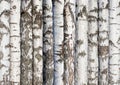 White birch trunks in rows. natural forest background for design Royalty Free Stock Photo