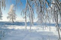 White birch in winter