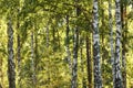 White birch wood forest landscape in summer Royalty Free Stock Photo