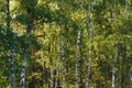 White birch wood forest landscape in summer Royalty Free Stock Photo