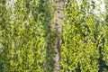 One white birche with green fresh leaves and buds are on a blurred background in a park in spring Royalty Free Stock Photo