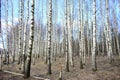 White birches in the forest. Dry grass. White tall tree trunks. Blue sky white clouds. Moss grows at the roots of trees Royalty Free Stock Photo