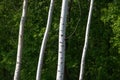 White birches high trunks on dark green background. Forest