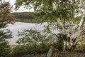 White Birches Next to a Lake in Autumn - Algonquin Provincial Pa