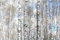 White birches in spring Royalty Free Stock Photo