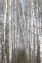 White birches in spring Royalty Free Stock Photo