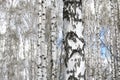 White birches in spring Royalty Free Stock Photo