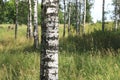 White birches in summer in birch grove Royalty Free Stock Photo