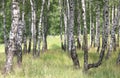 White birches in summer in birch grove Royalty Free Stock Photo