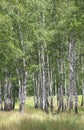 White birches in summer in birch grove Royalty Free Stock Photo