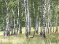 White birches in summer in birch grove Royalty Free Stock Photo